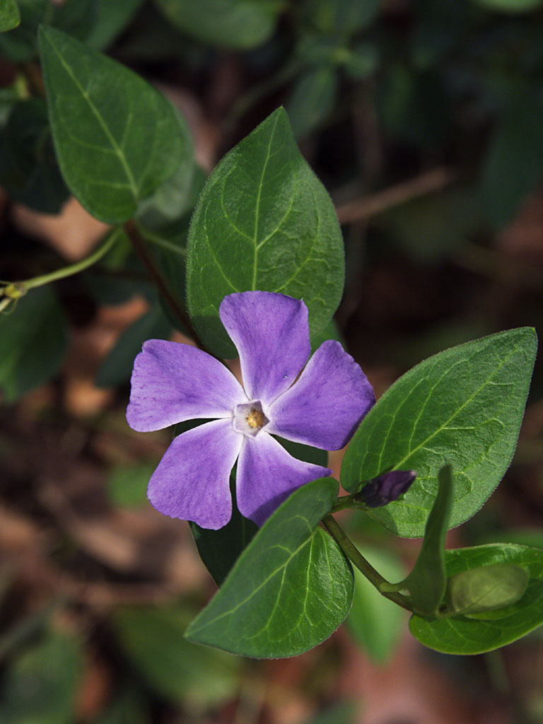 Vinca