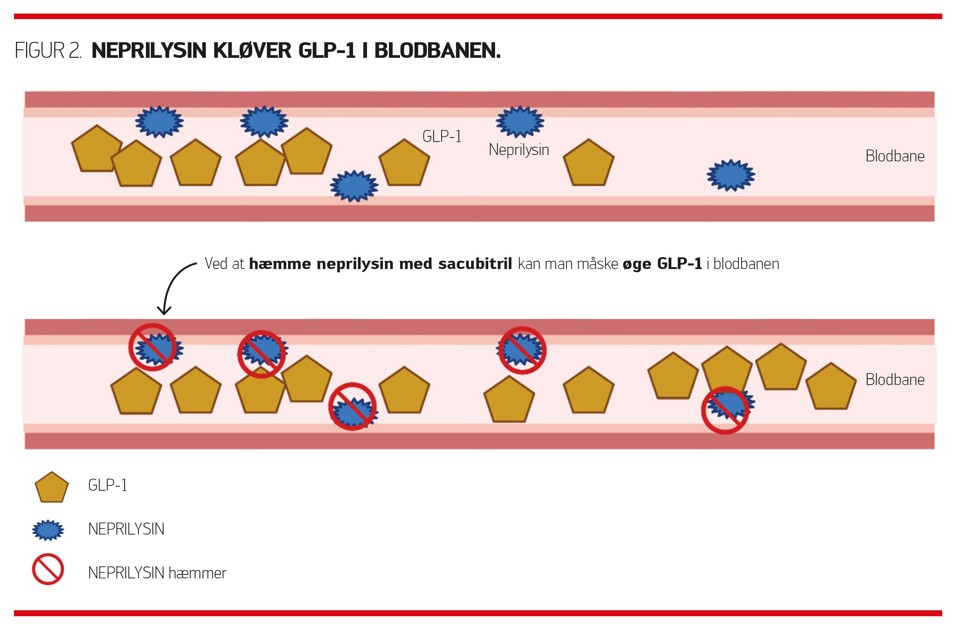 GLP 1 Grafik Figur2