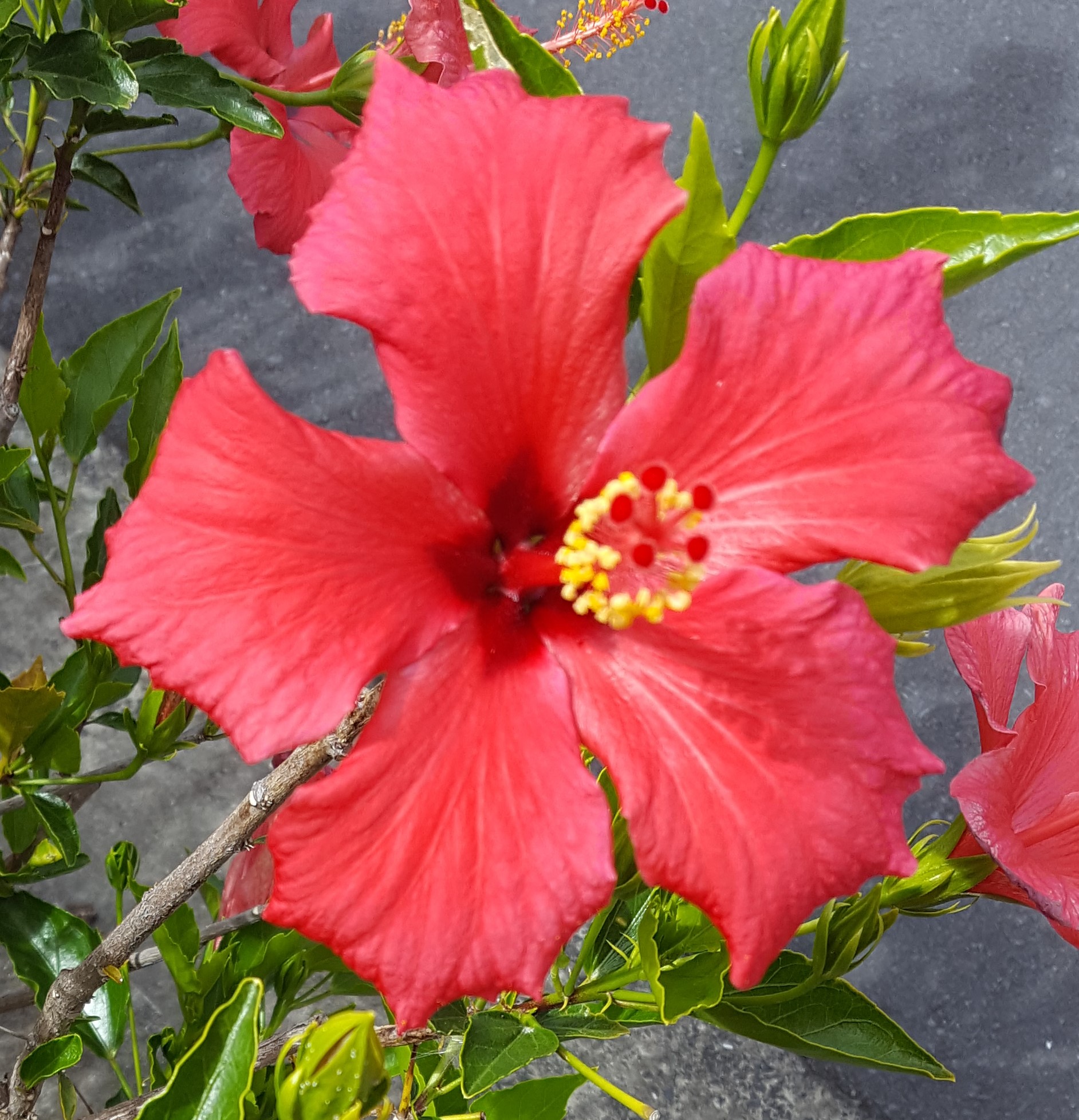 Gloriosa Rothschilidiana