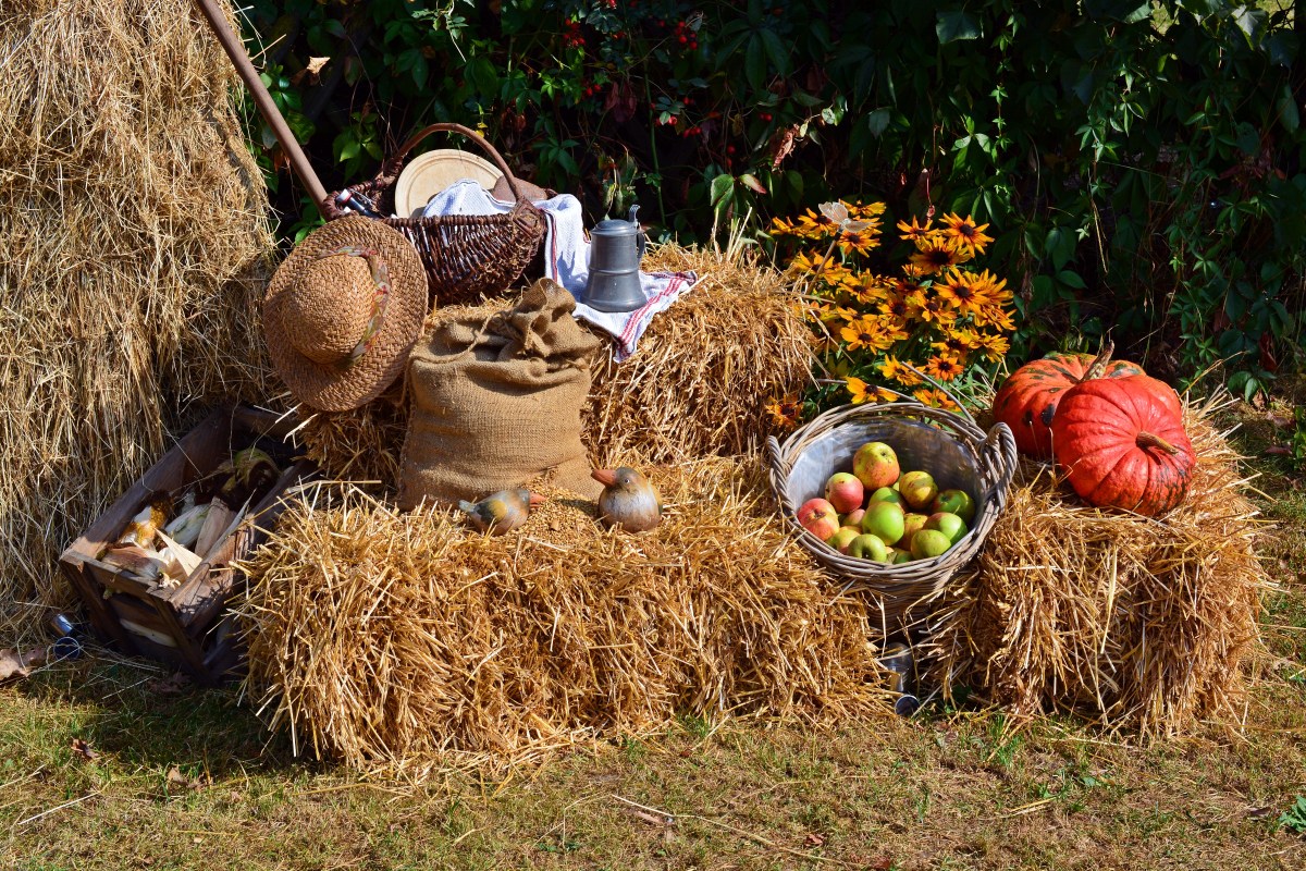 Nature Decoration Food Harvest Crop Autumn 501414 Pxhere.Com (1)