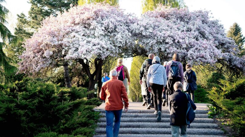 Billedet foregår et naturskønt sted med et kirsebærtræ der blomstrer og en del mennesker der går